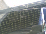 Raccoon 1