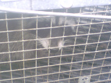 Raccoon 2